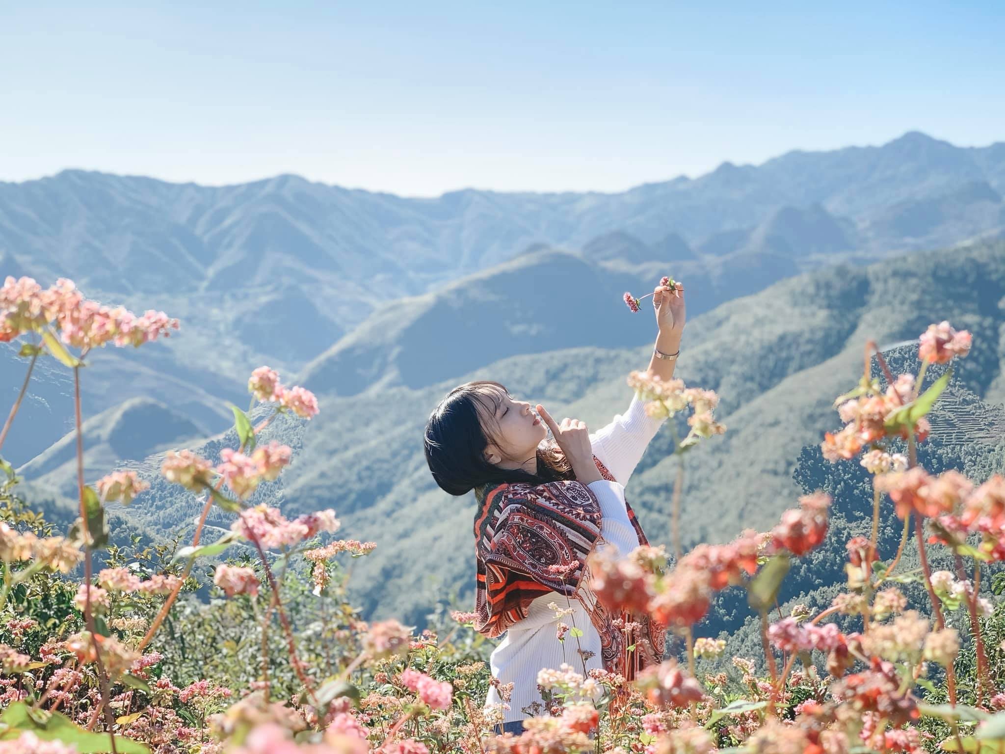 Du lịch Hà Giang ngắm hoa tam giác mạch