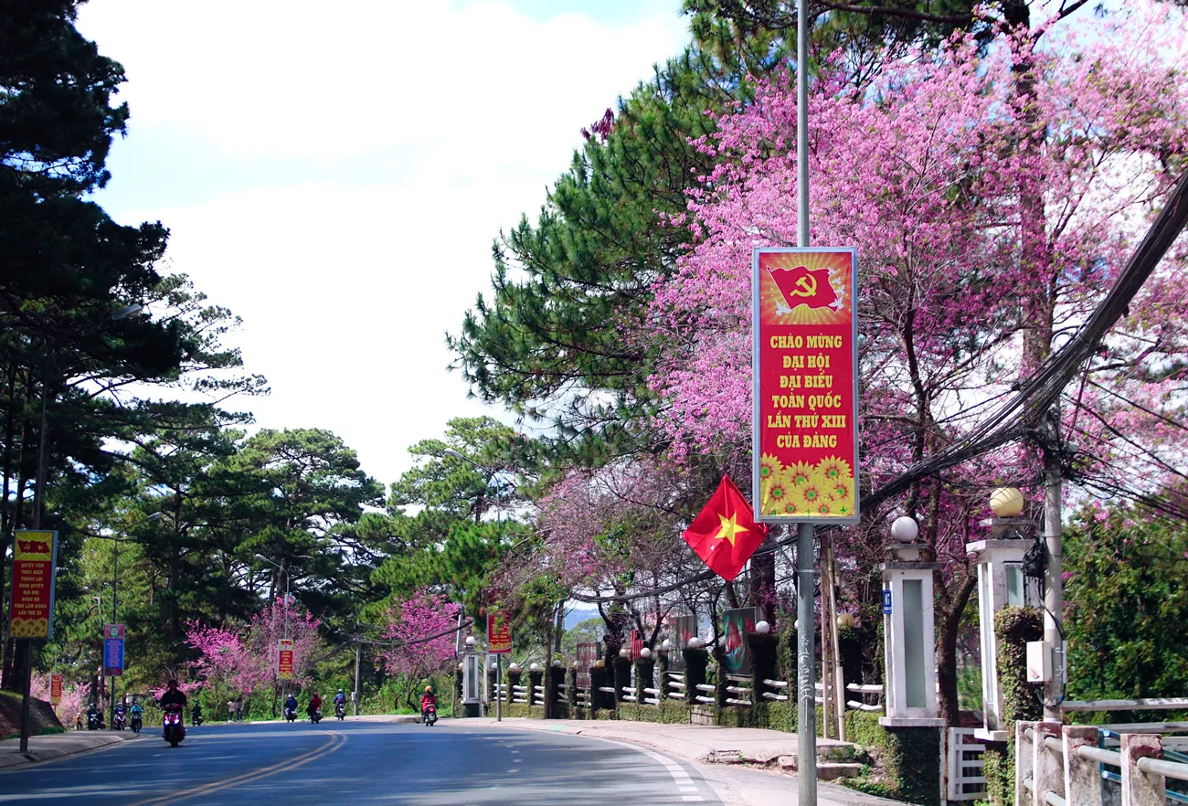 Đà Lạt mùa Xuân rực rỡ với sắc hoa anh đào